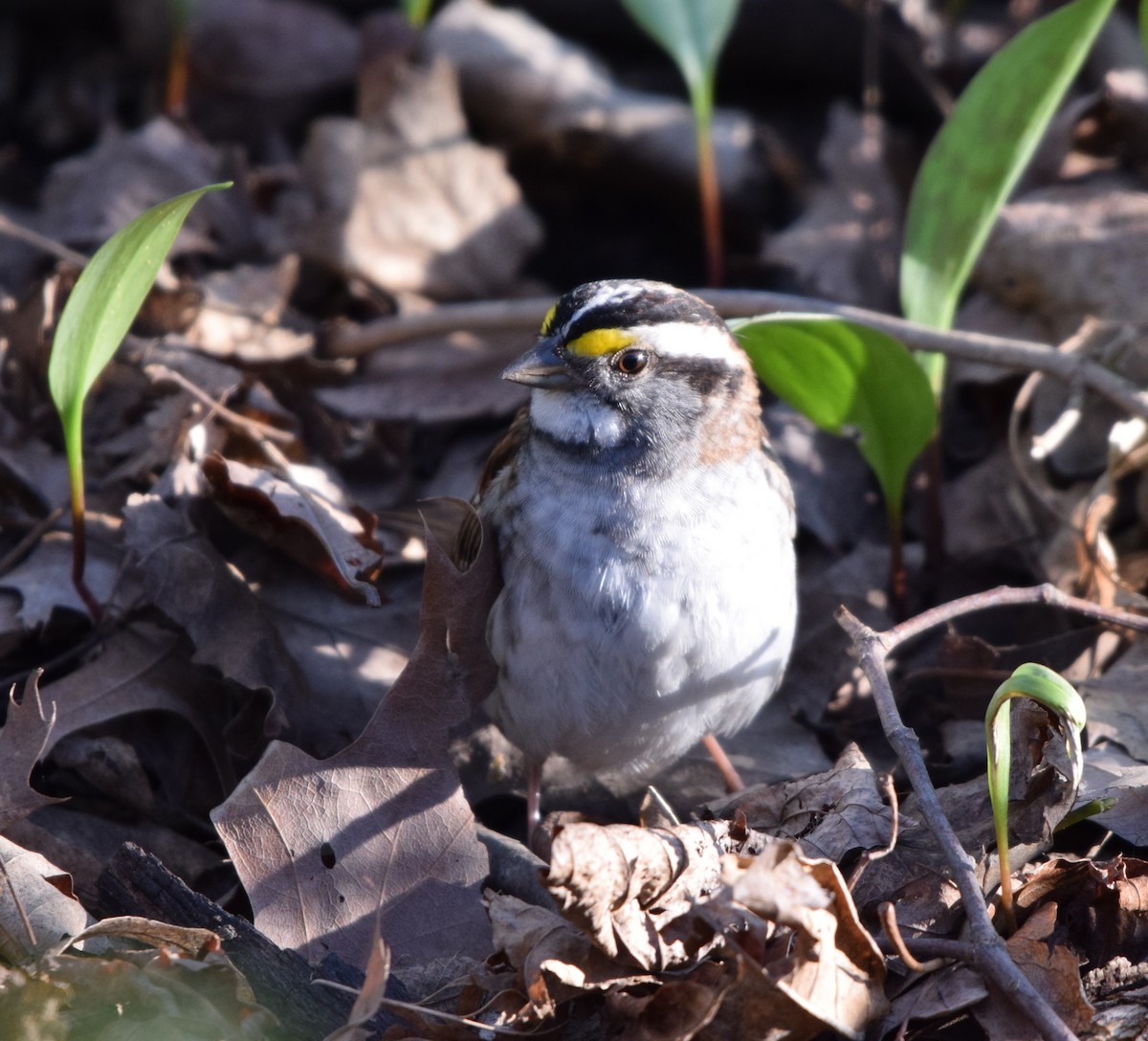 White-throated Sparrow - Ruric Bowman