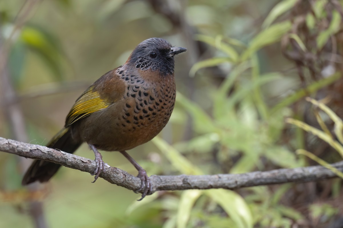 Chestnut-crowned Laughingthrush - ML618428321
