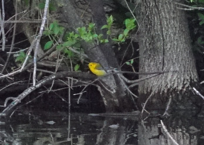 Prothonotary Warbler - ML618428340