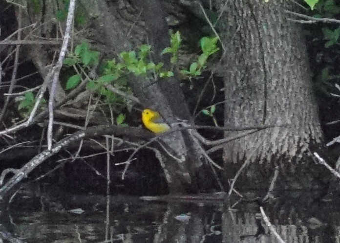 Prothonotary Warbler - ML618428341