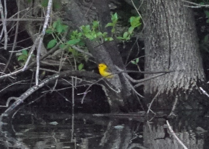 Prothonotary Warbler - ML618428343