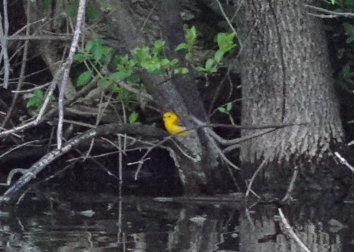 Prothonotary Warbler - ML618428344