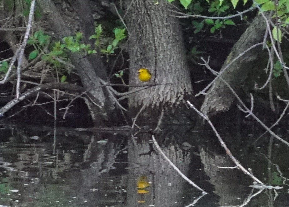 Prothonotary Warbler - ML618428345