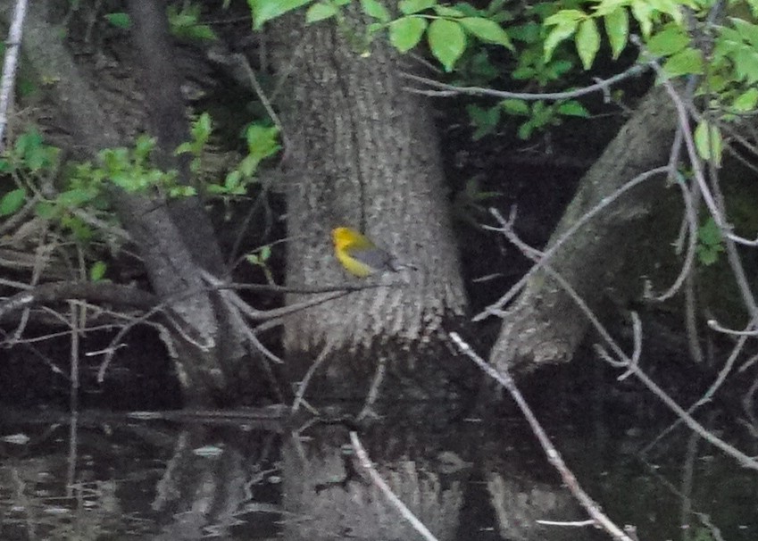 Prothonotary Warbler - ML618428348