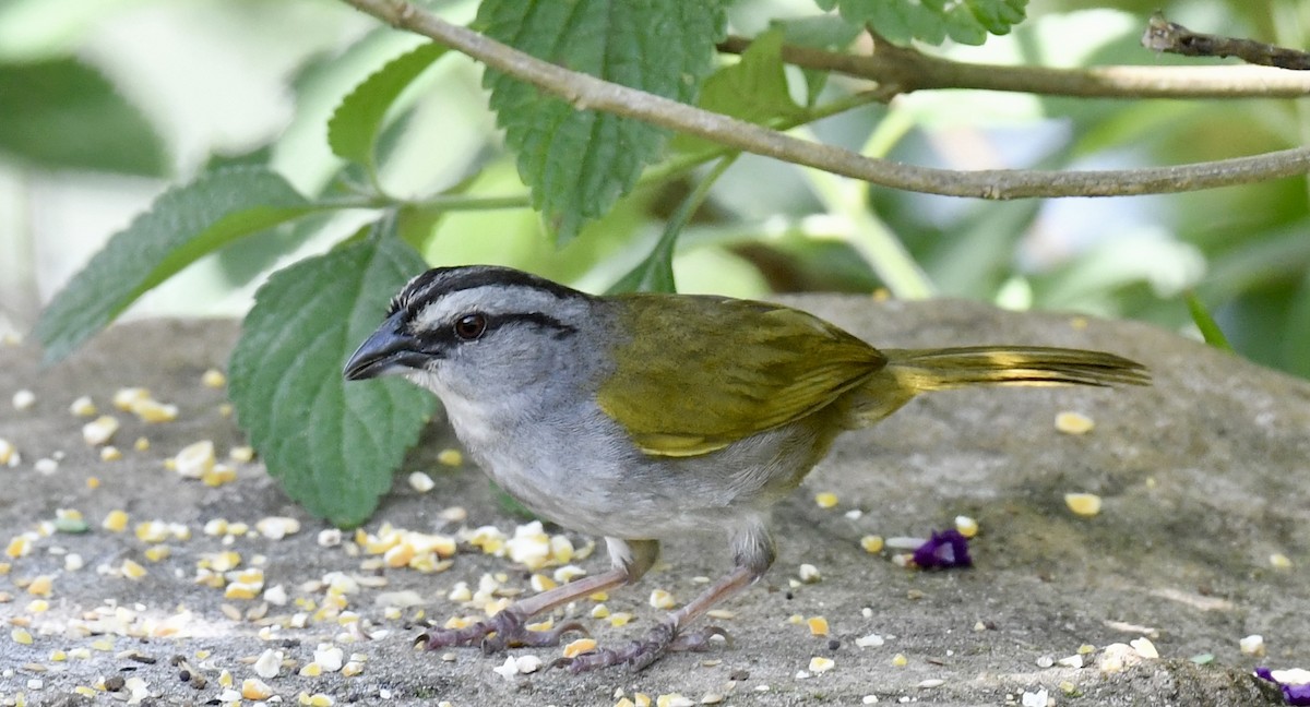 Rufous-collared Sparrow - ML618428351