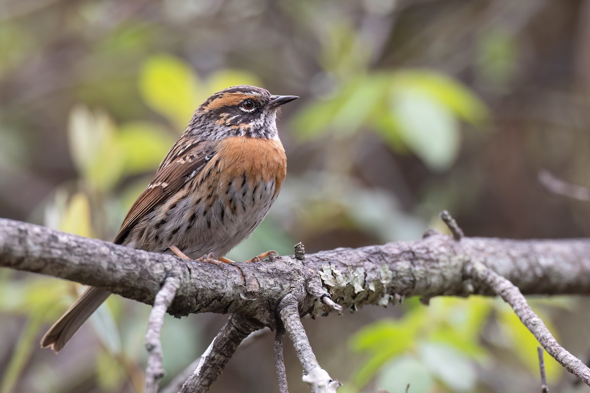 Rufous-breasted Accentor - ML618428353