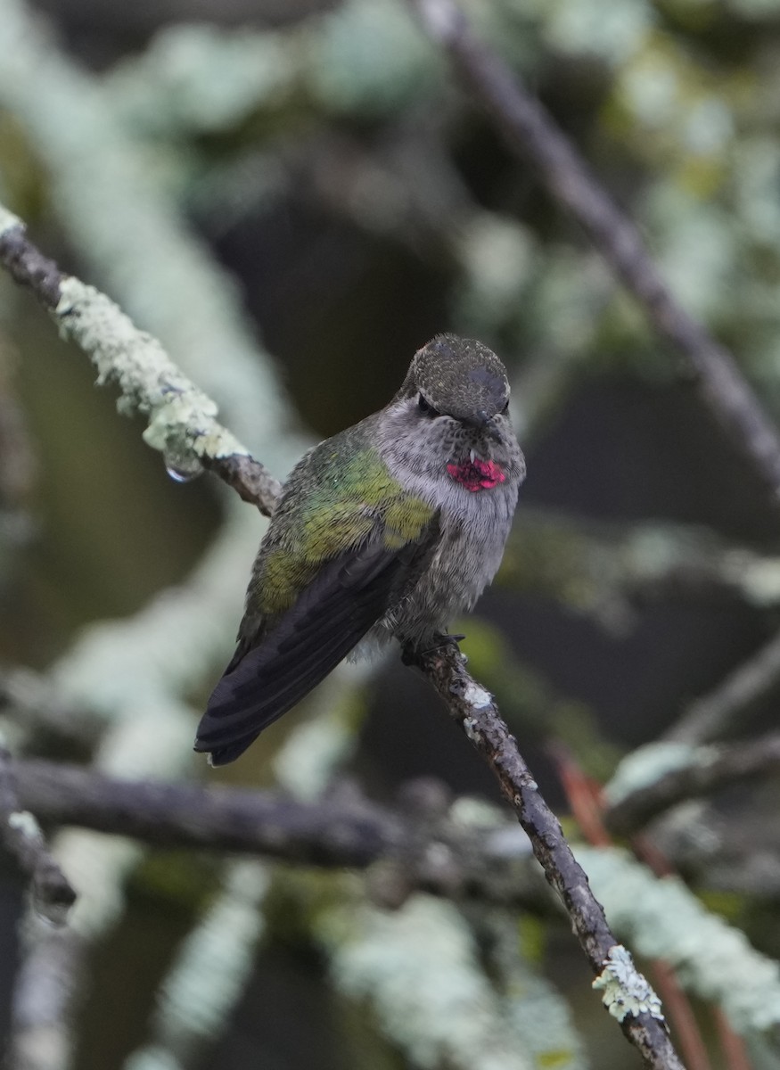 Anna's Hummingbird - ML618428375