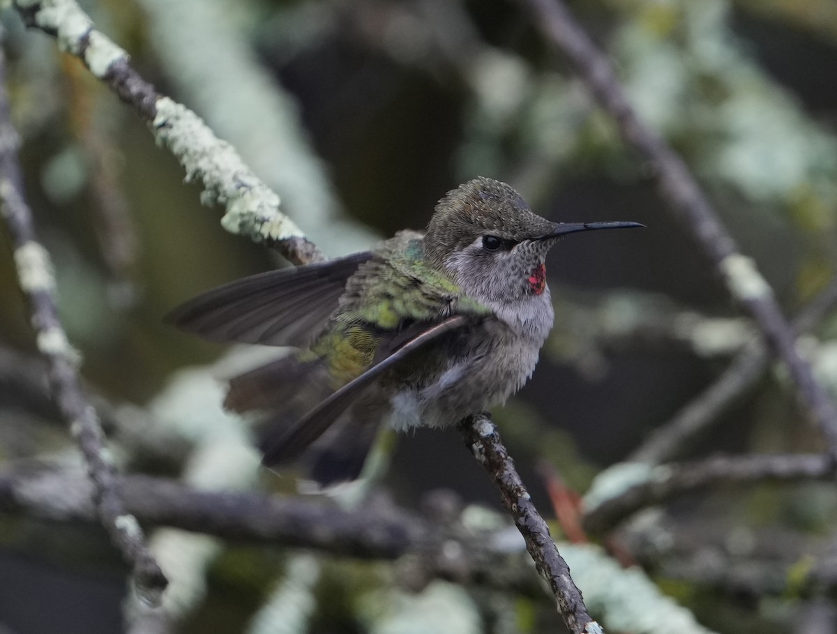 Anna's Hummingbird - ML618428376