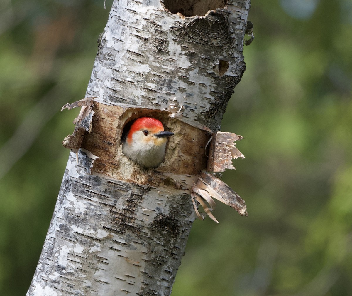 Red-bellied Woodpecker - ML618428393