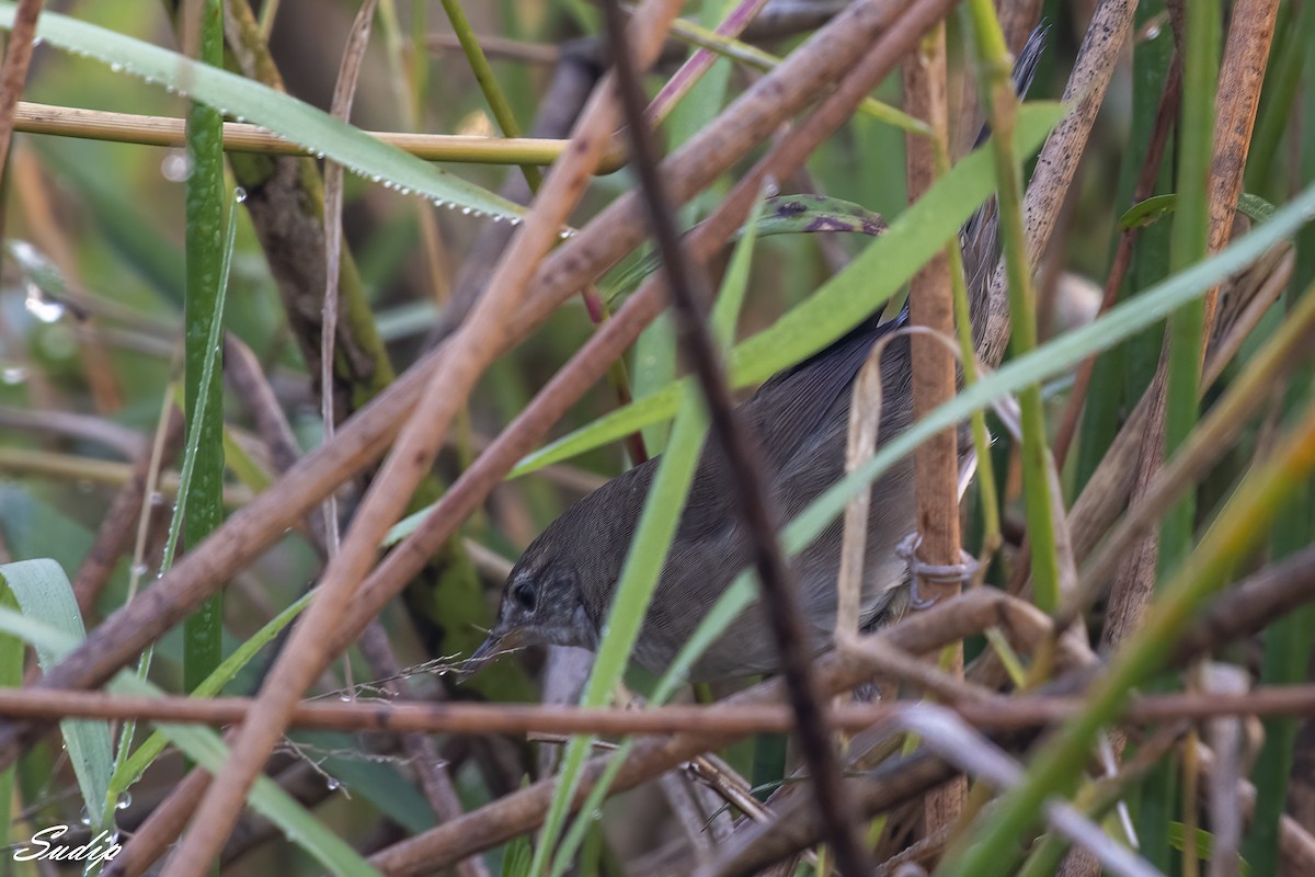 West Himalayan Bush Warbler - ML618428411
