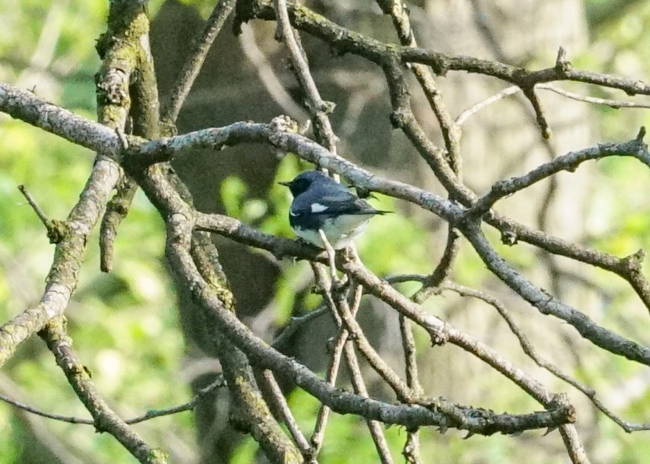 Black-throated Blue Warbler - ML618428417