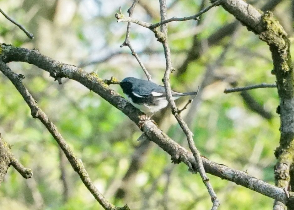 Black-throated Blue Warbler - ML618428418