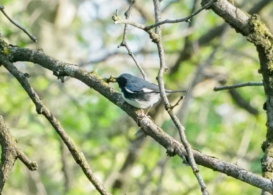 Black-throated Blue Warbler - ML618428419