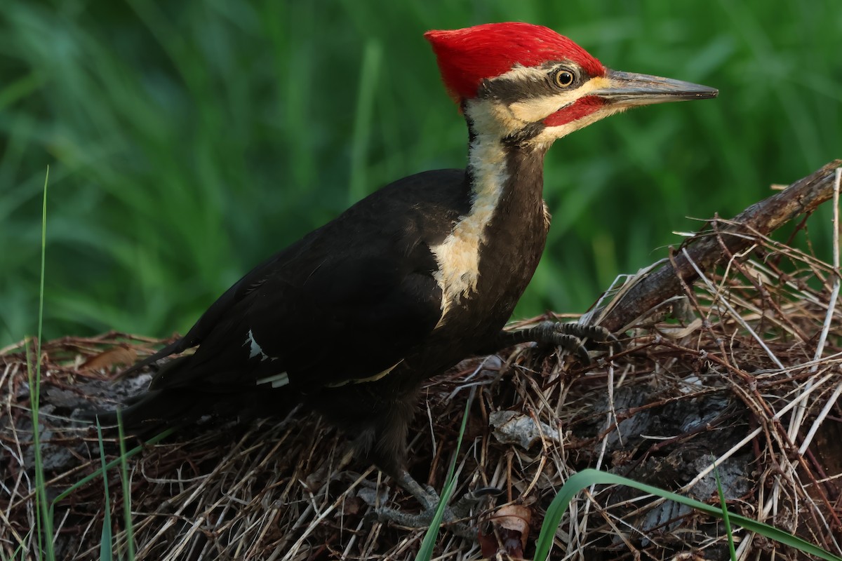 Pileated Woodpecker - ML618428498