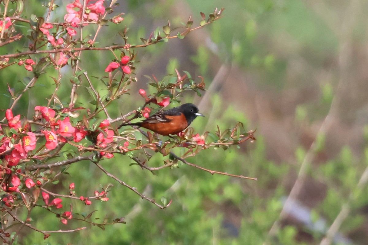 Orchard Oriole - ML618428502