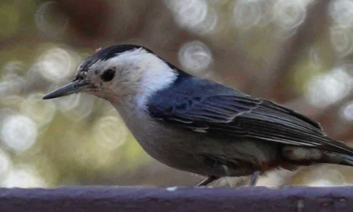 White-breasted Nuthatch - ML618428512