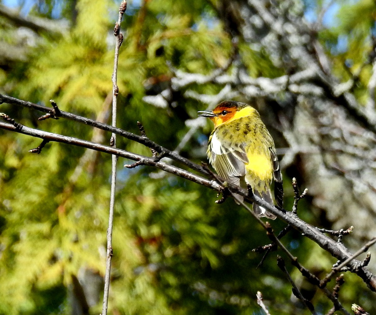 Cape May Warbler - ML618428522