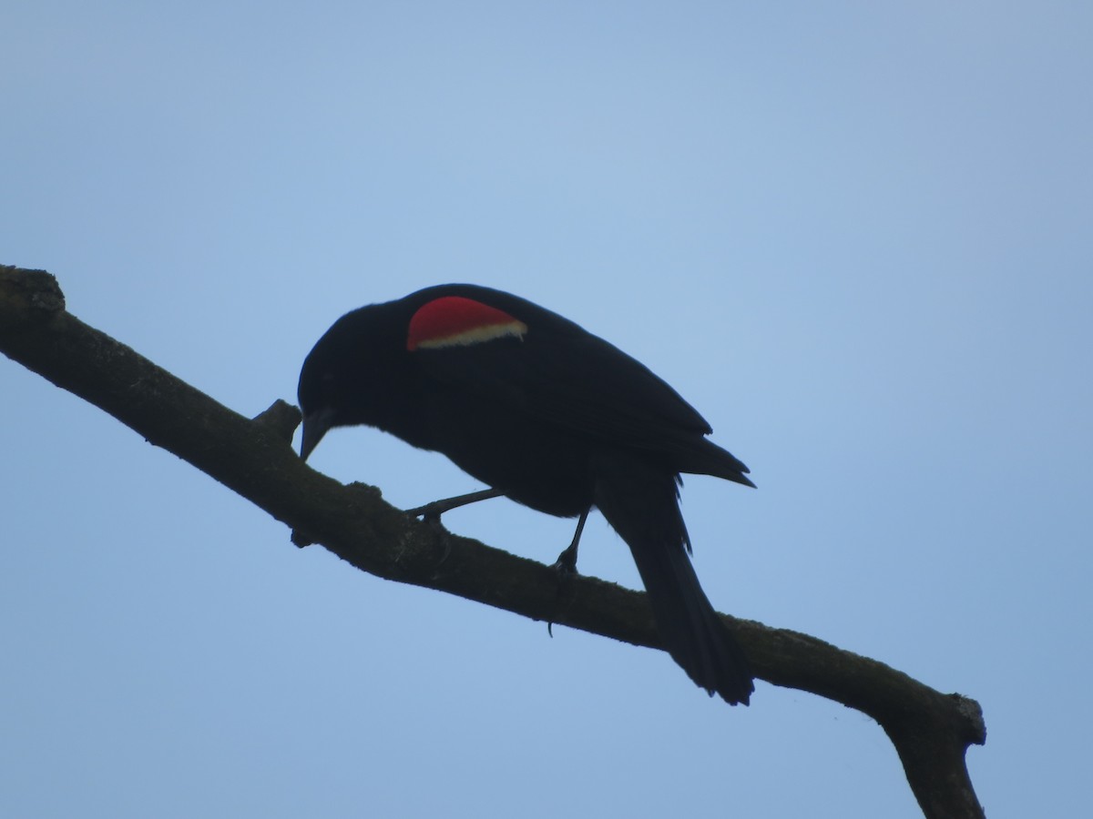 Red-winged Blackbird - ML618428620