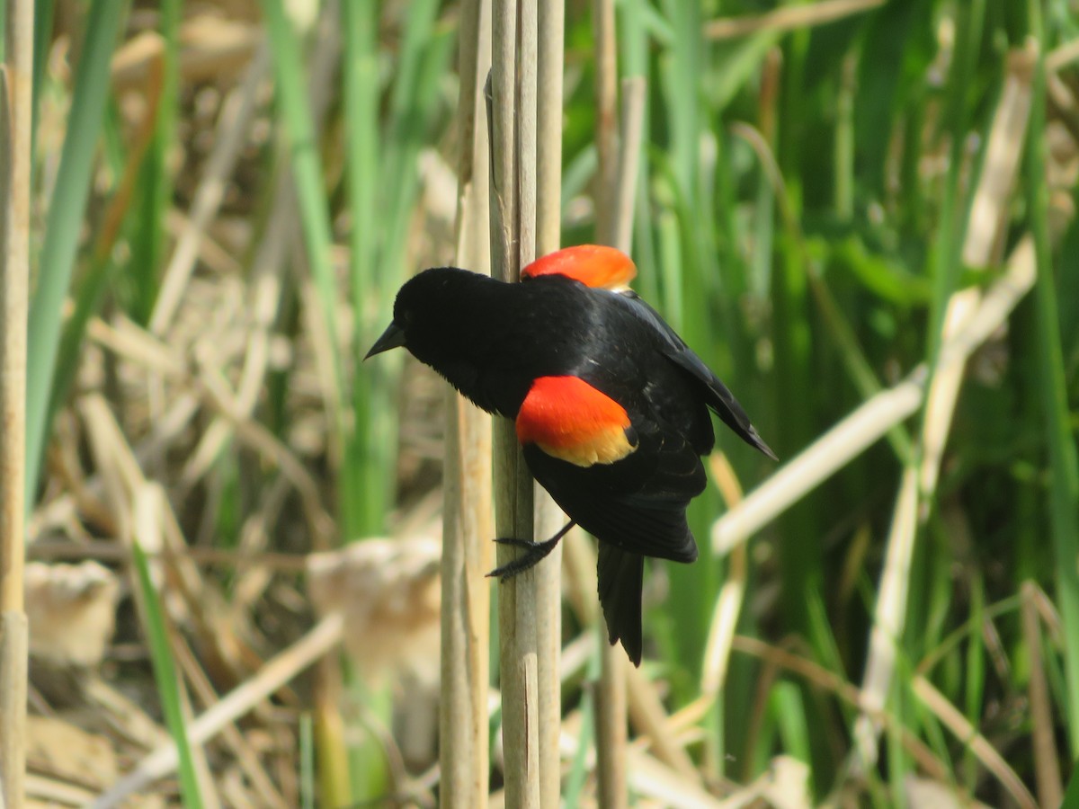Red-winged Blackbird - Joel Jacobson