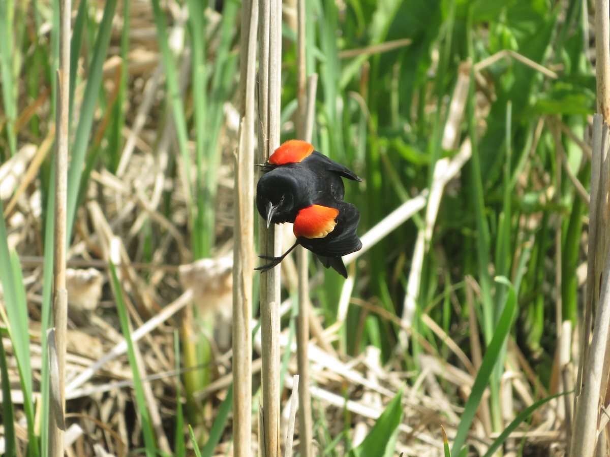 Red-winged Blackbird - ML618428624