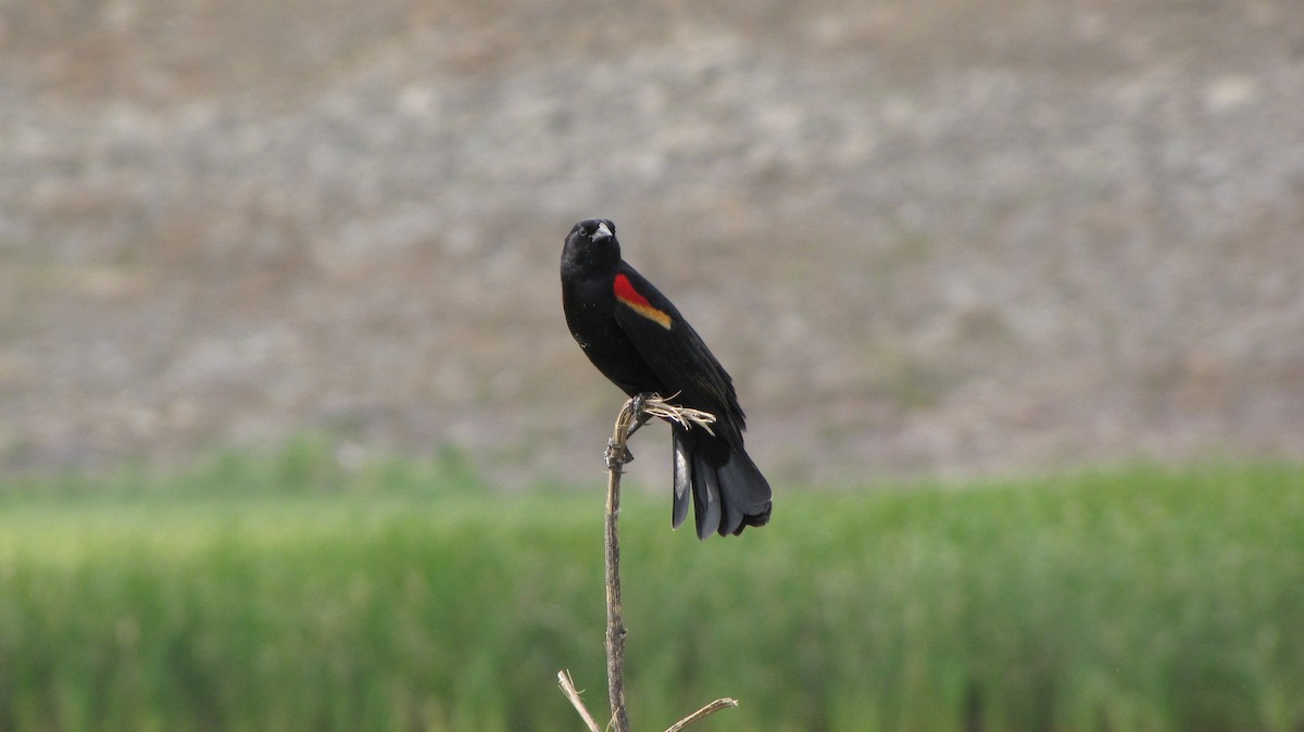 Red-winged Blackbird - ML618428631