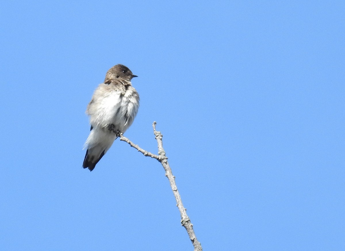 Northern Rough-winged Swallow - ML618428635