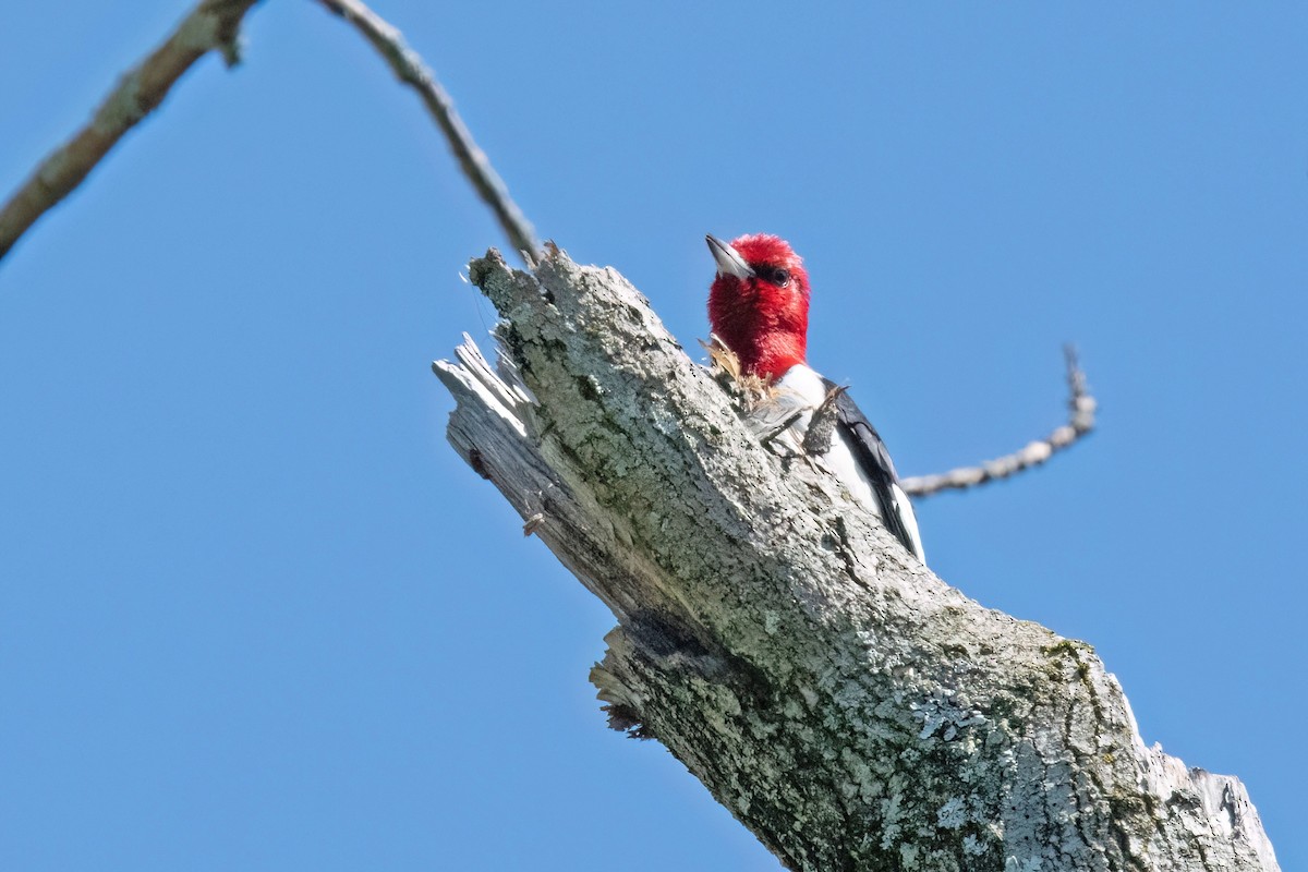 Red-headed Woodpecker - ML618428637