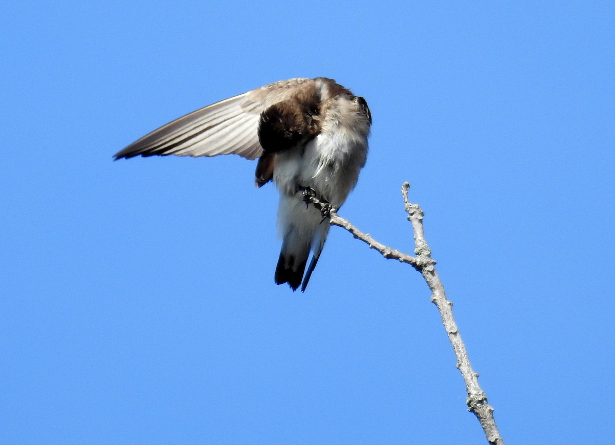 Northern Rough-winged Swallow - ML618428638