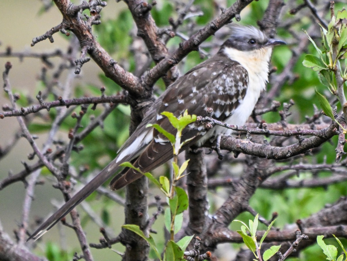 Great Spotted Cuckoo - ML618428644