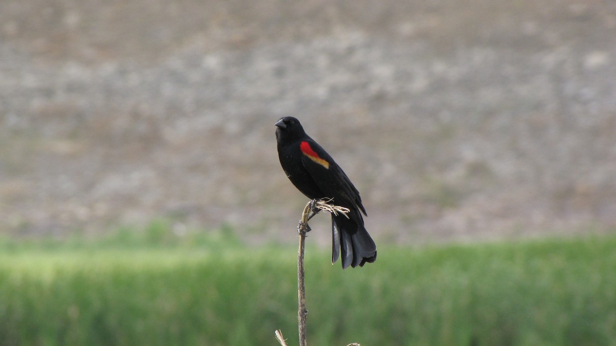 Red-winged Blackbird - Sheila Sawyer