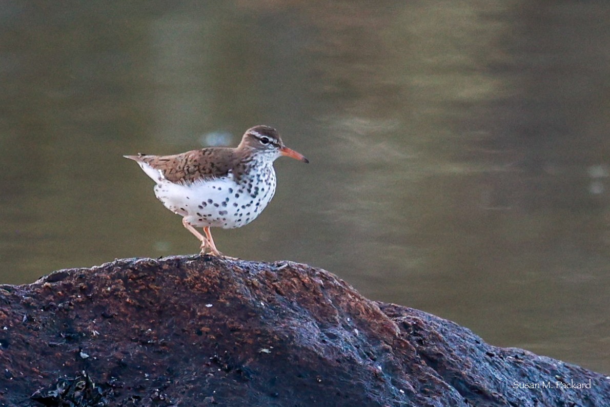 Spotted Sandpiper - Susan Packard