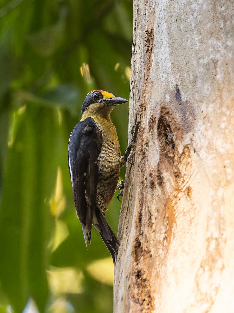 Golden-naped Woodpecker - ML618428744