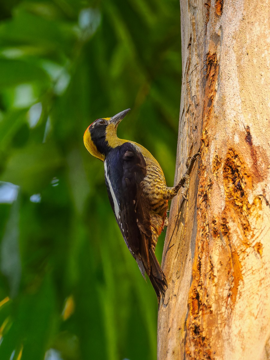 Golden-naped Woodpecker - ML618428745