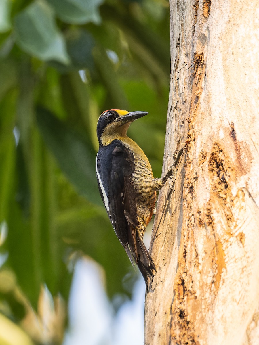 Golden-naped Woodpecker - ML618428746