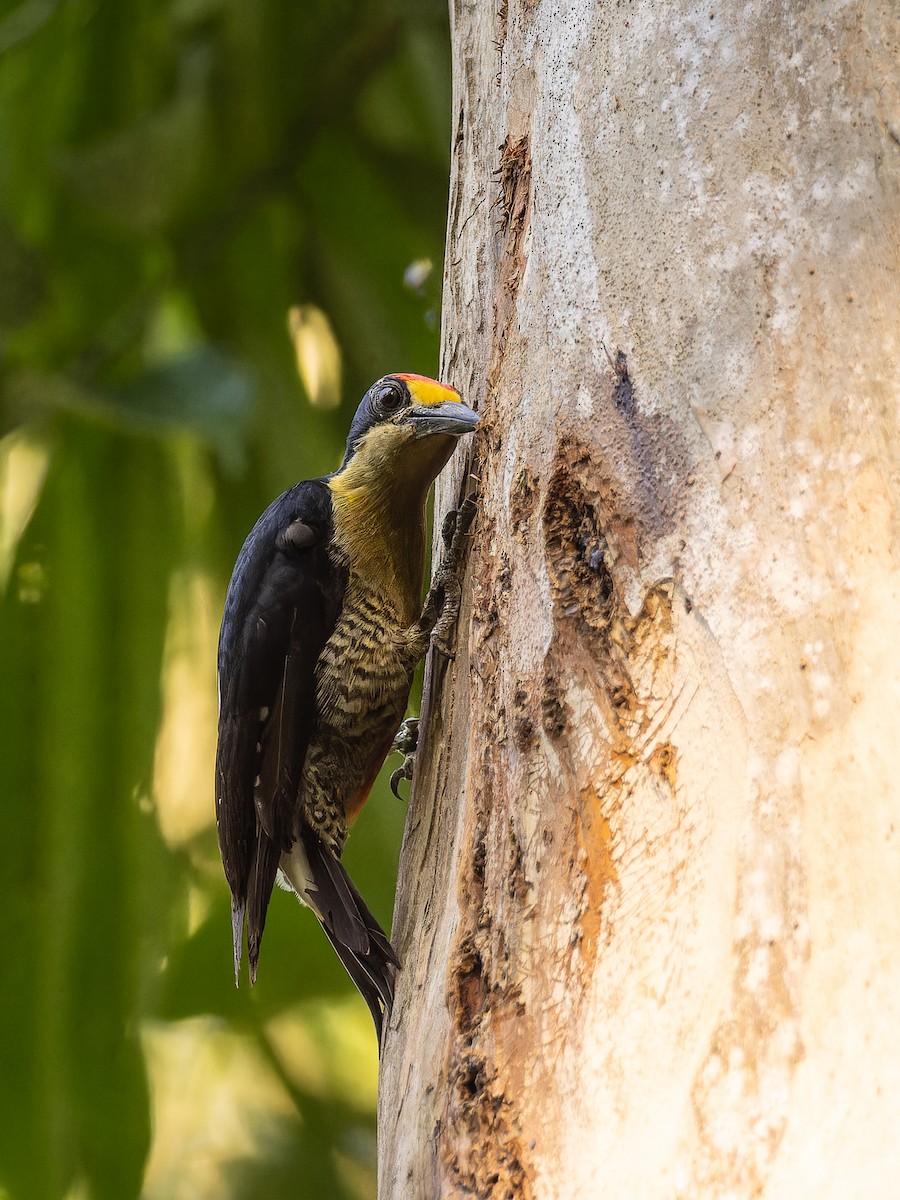 Golden-naped Woodpecker - ML618428747