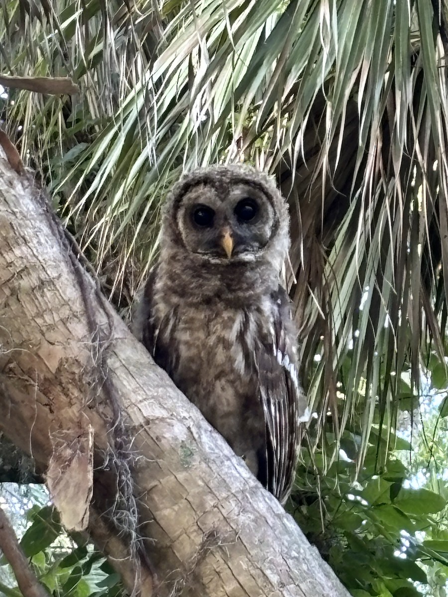Barred Owl - ML618428761