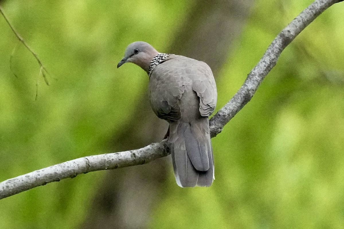 Spotted Dove - ML618428762