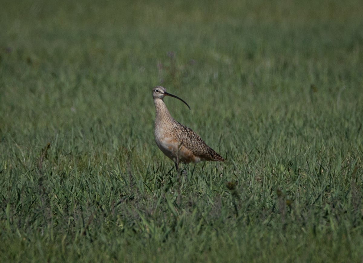 Long-billed Curlew - ML618428764
