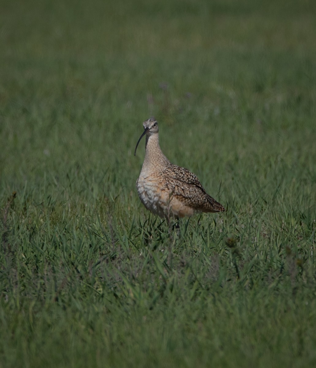 Long-billed Curlew - ML618428780