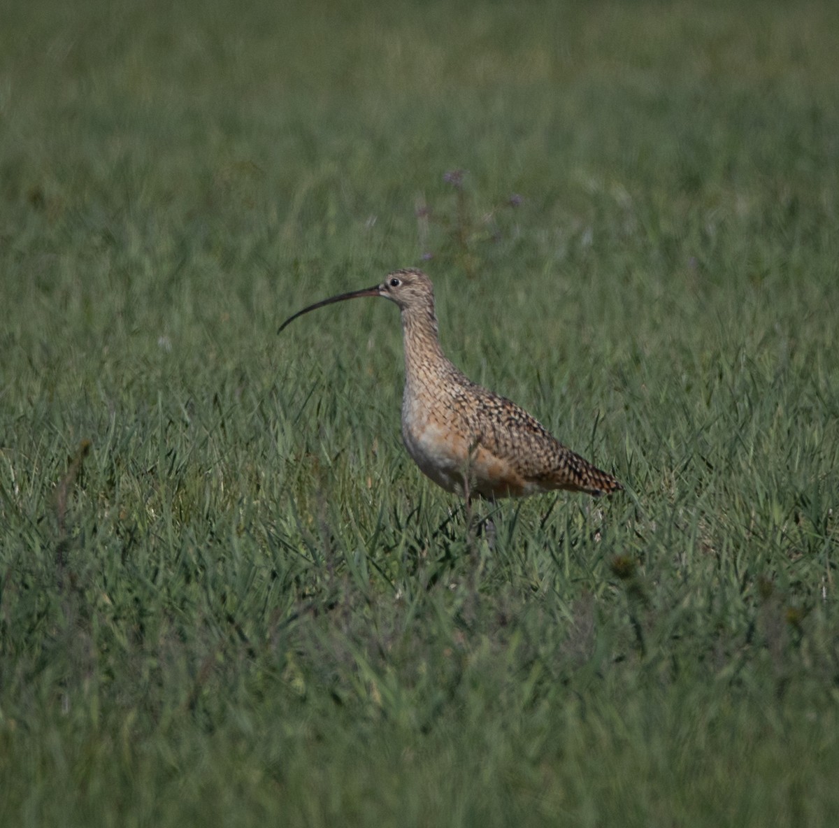 Long-billed Curlew - bj worth