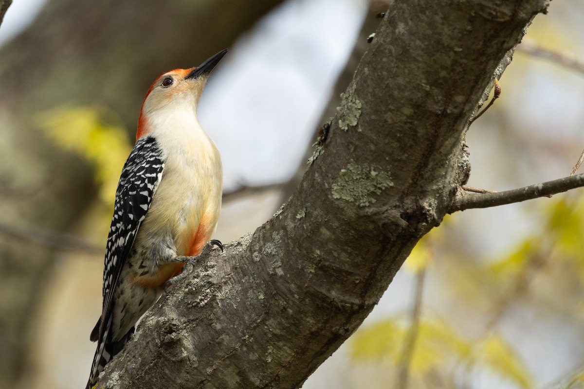 Red-bellied Woodpecker - ML618428823
