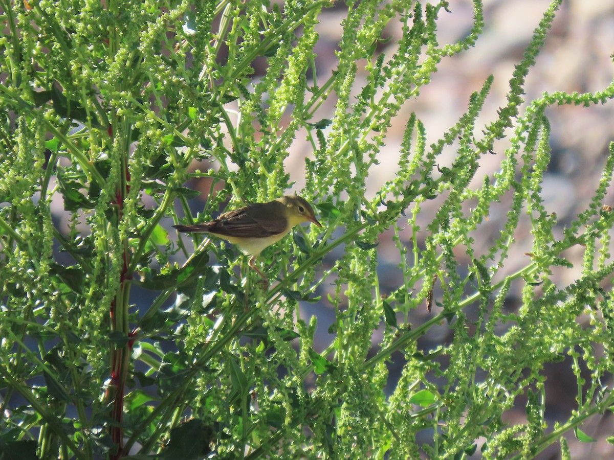 Melodious Warbler - ML618428873
