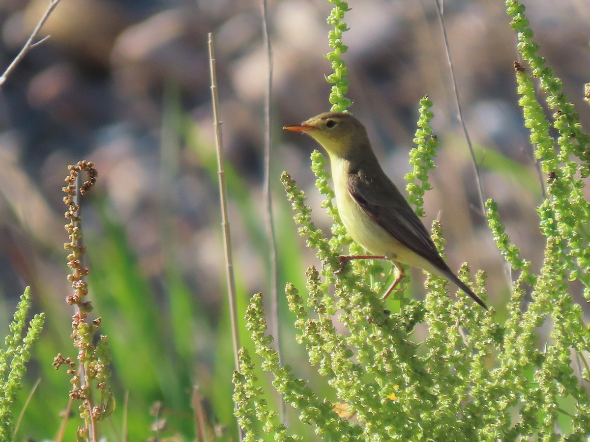 Melodious Warbler - ML618428883