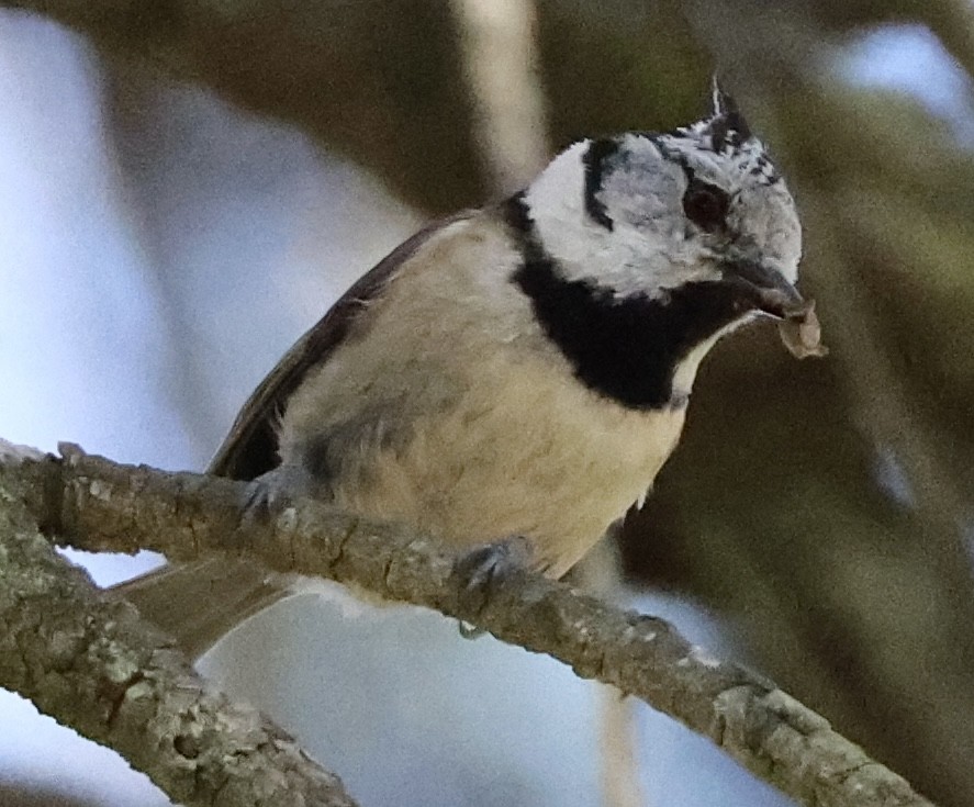 Crested Tit - ML618428887