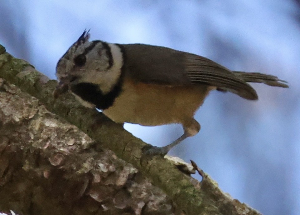 Crested Tit - ML618428888