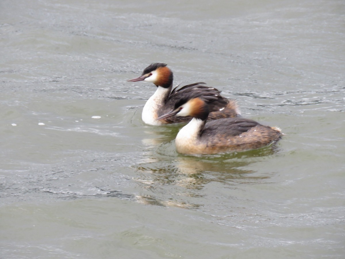 Great Crested Grebe - ML618428893
