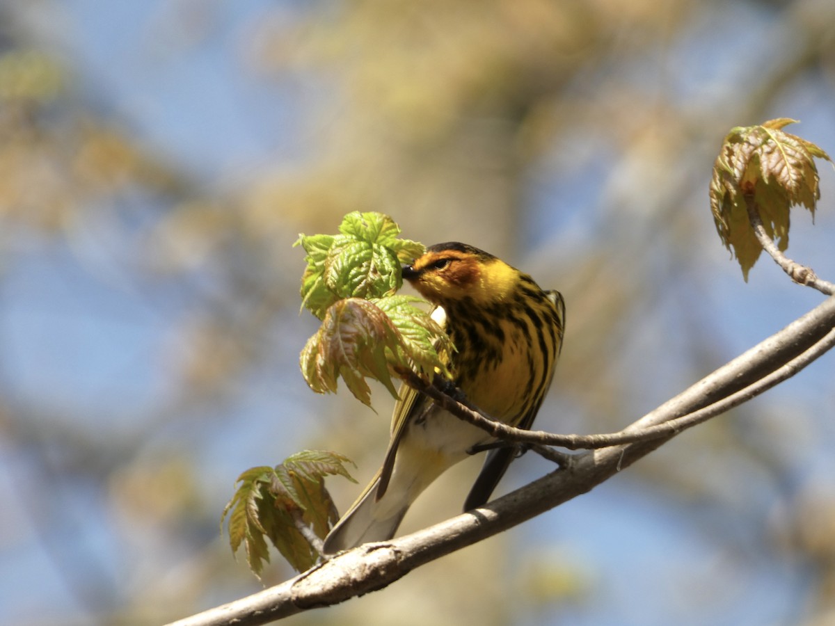 Cape May Warbler - ML618428915