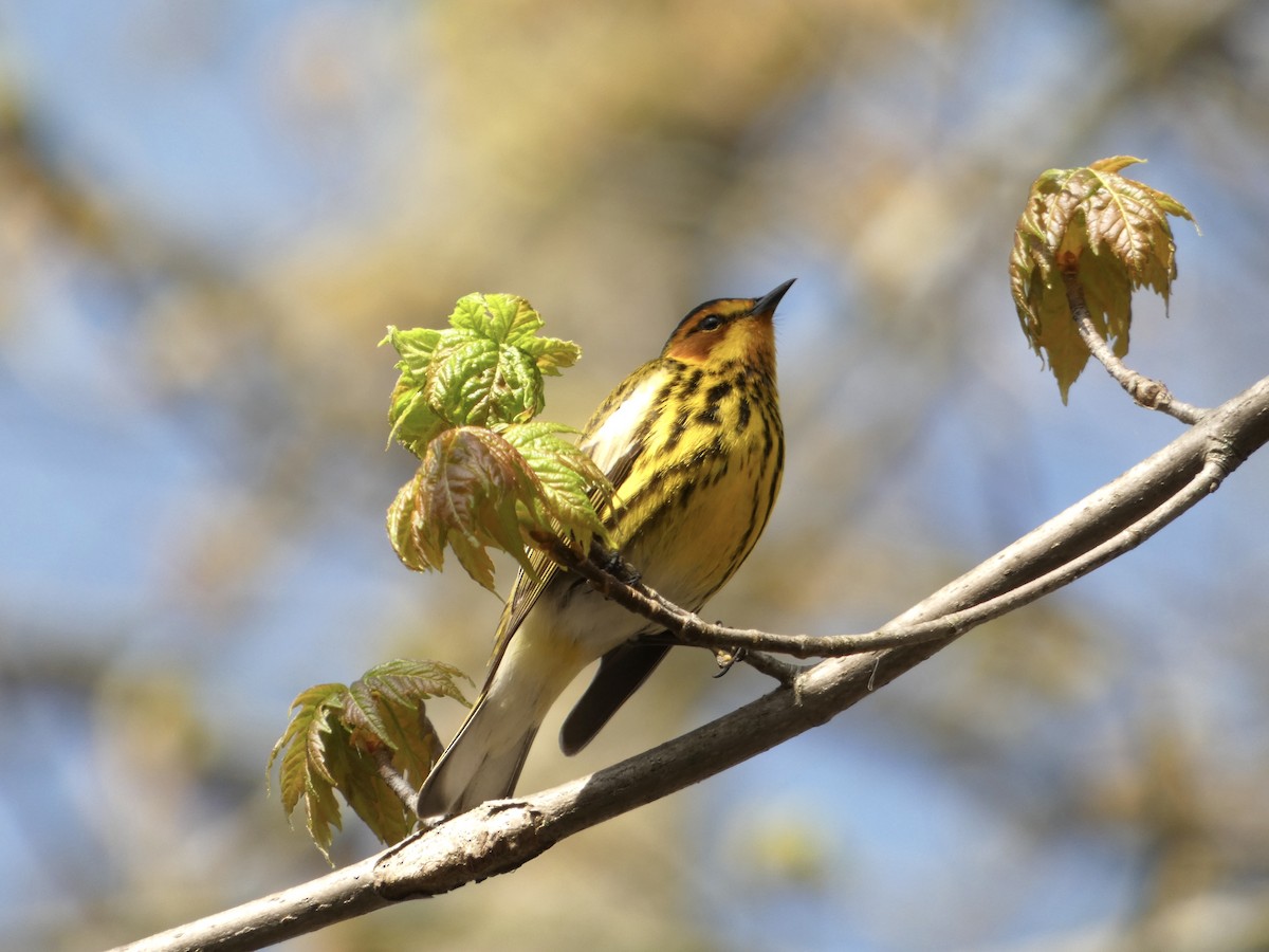 Cape May Warbler - ML618428916