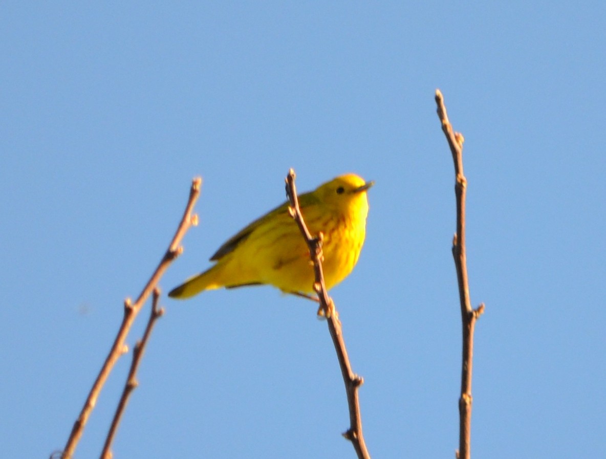 Yellow Warbler - ML618428930