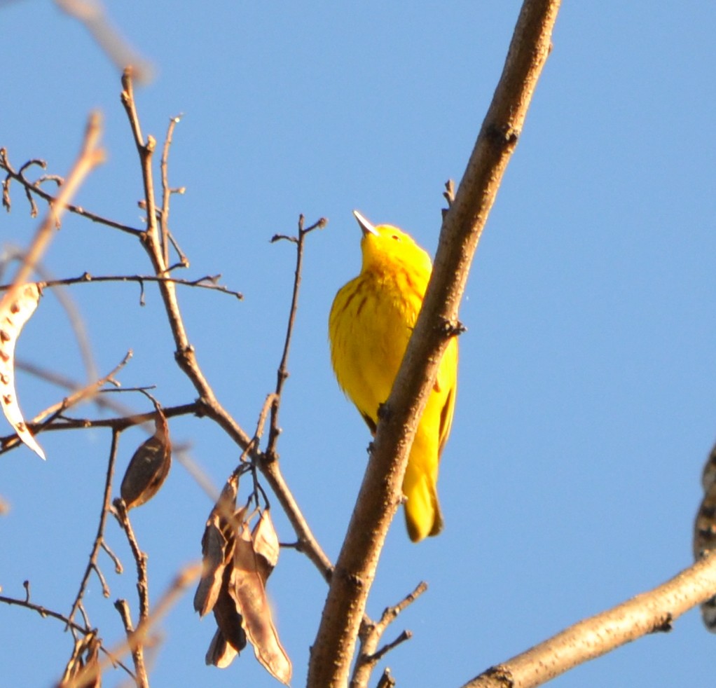 Yellow Warbler - ML618428933